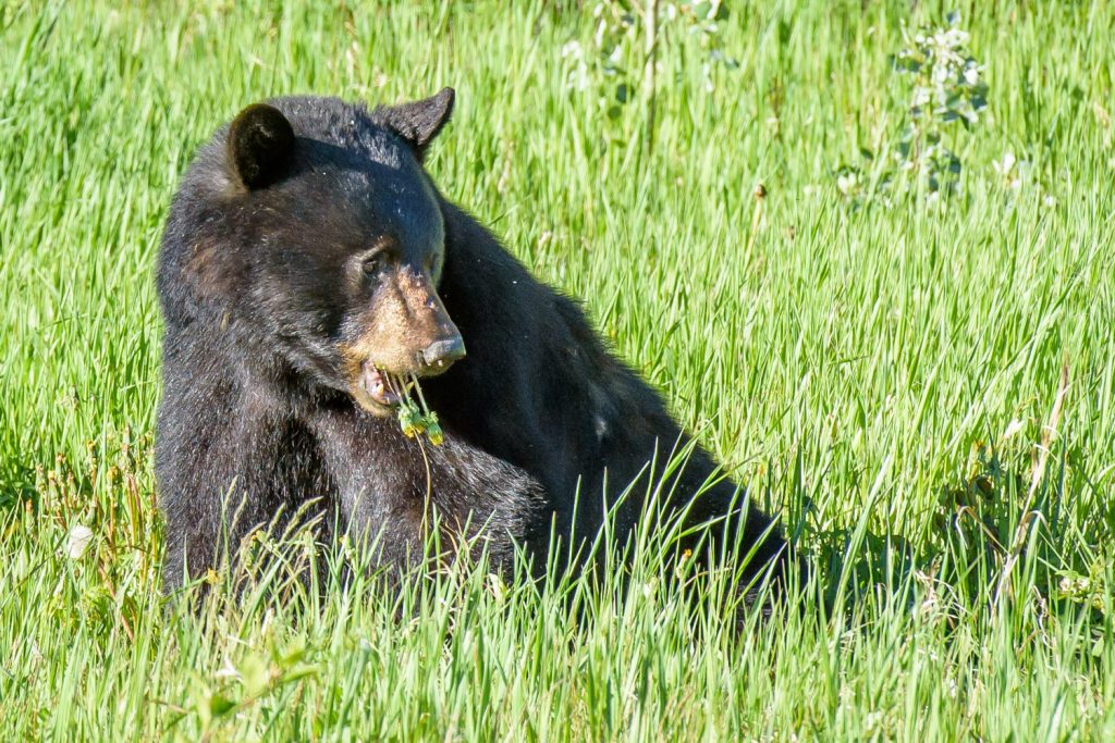 I spotted this black bear eating vegetation on the opposite side of the Alaska Highway from me. It saw me, but kept on eating as I watched with a long lens. This was taken in northern B.C. just south of the Yukon border near the Liard River. (Richard McGuire photo)