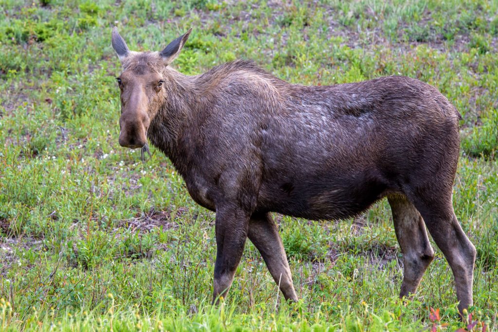 This female moose was grazing next to the Alaska Highway in Muncho Lake Provincial Park in northern B.C. This was taken near the Toad River. (Richard McGuire photo)