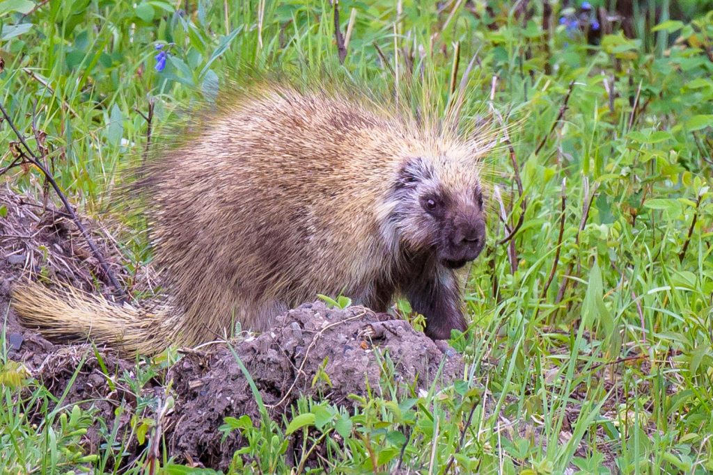Porcupines aren't the fastest of creatures, but they use their quills rather than speed as defence against predators. I was able to take a few shots of this one by the Alaska Highway before it waddled off into the bush. (Richard McGuire photo)
