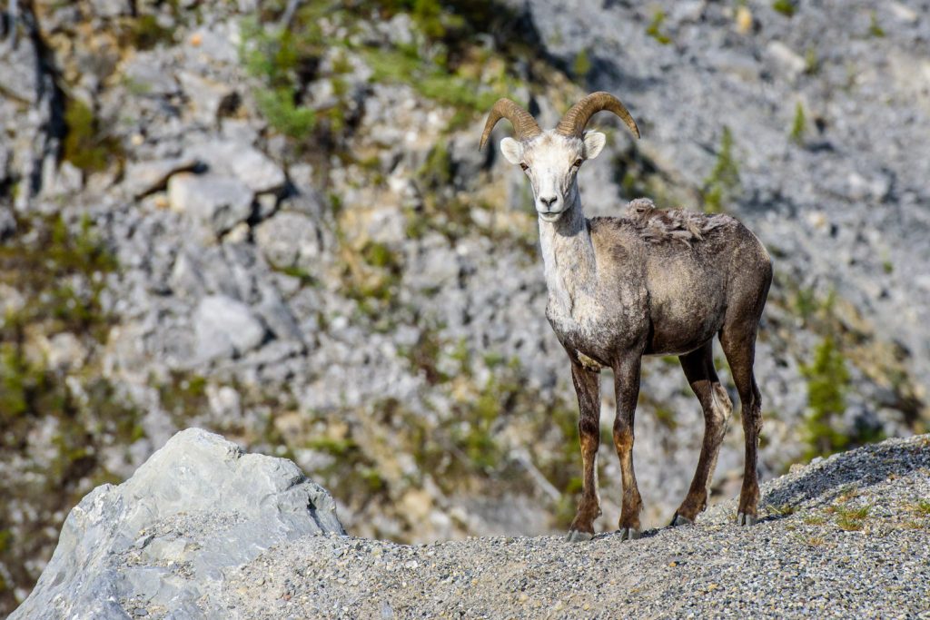 This dall sheep (stone sheep) was waiting for me at a pullout by the Alaska Highway near McDonald Creek in northern B.C. It actually approached me a little bit before climbing down a steep embankment that only a sheep could handle. (Richard McGuire photo)
