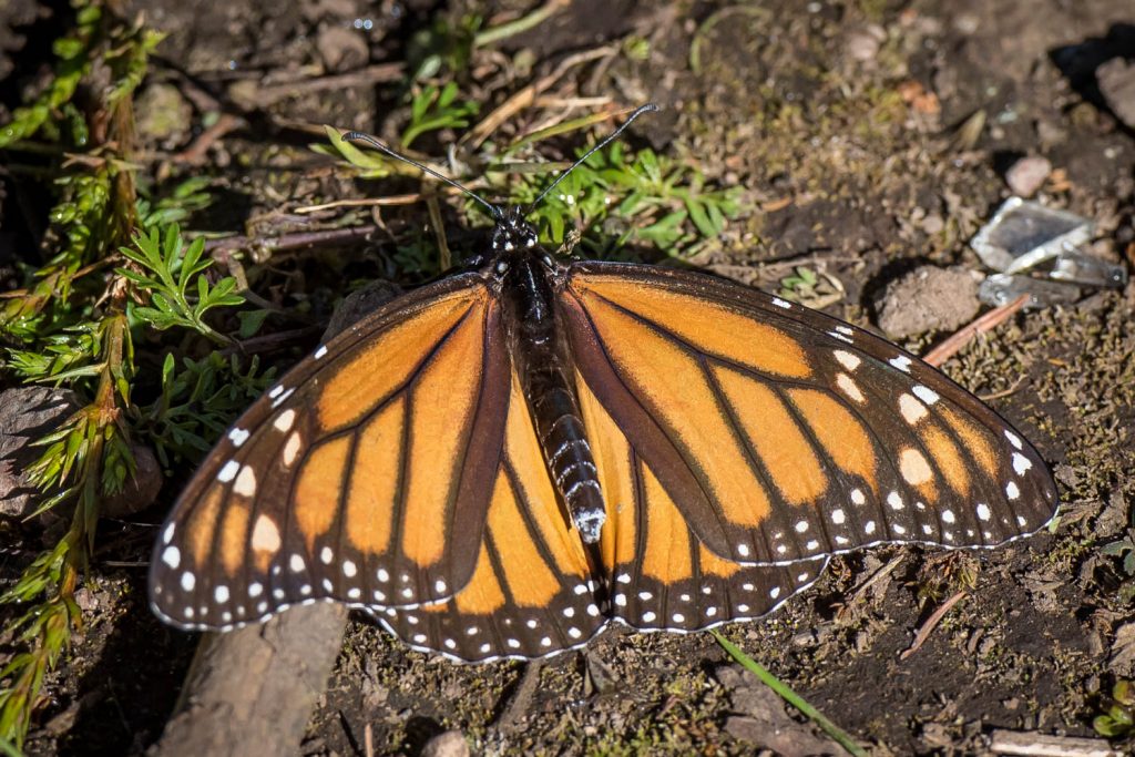 A female monarch butterfly dries off in the sun right in the trail. No, you don't turn them over to determine the gender -- the colour patterns are different. (Richard McGuire Photo)