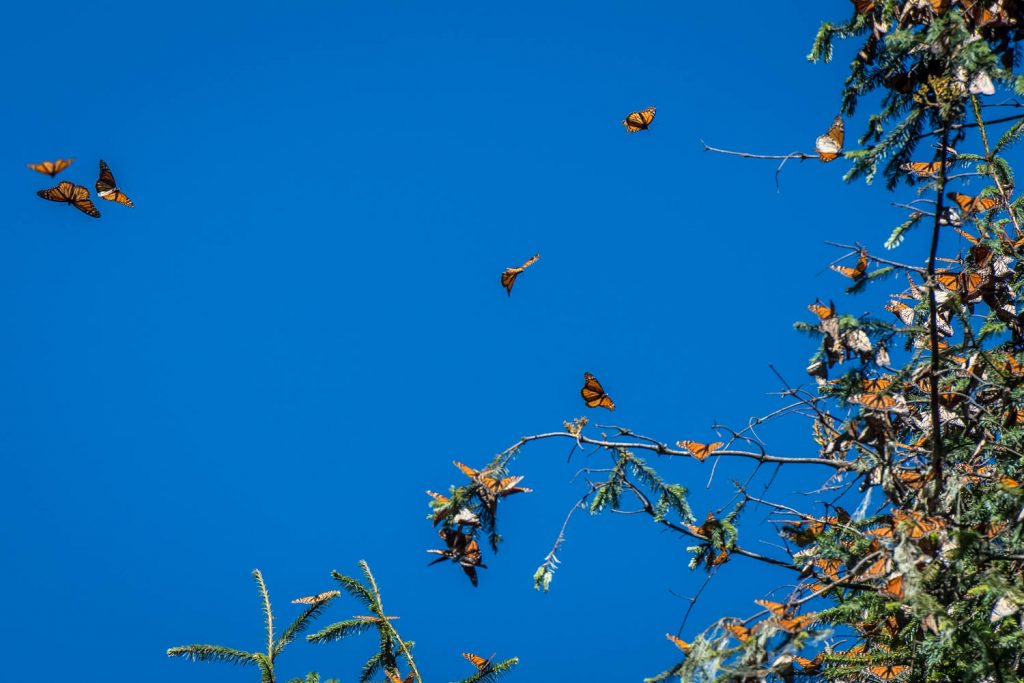 As the sun comes out in the morning, some of the butterflies that are clustered on the trees start to fly around. The clusters are incredibly dense, but will get more so as winter deepens. (Richard McGuire Photo)
