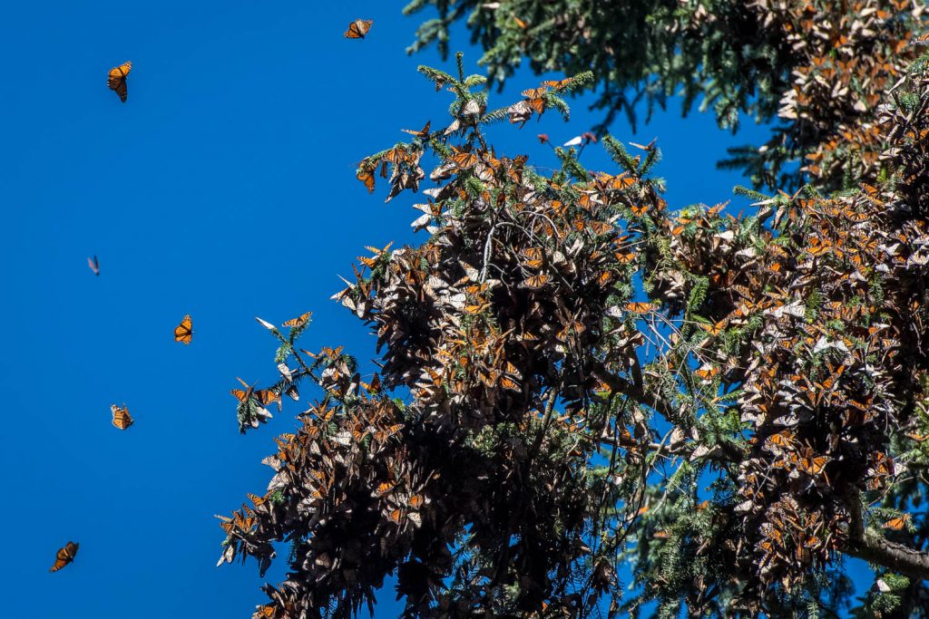 As the sun comes out in the morning, some of the butterflies that are clustered on the trees start to fly around. The clusters are incredibly dense, but will get more so as winter deepens. (Richard McGuire Photo)