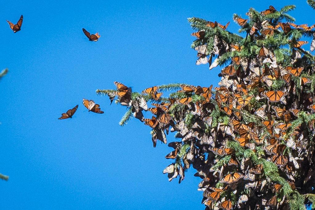 As the sun comes out in the morning, some of the butterflies that are clustered on the trees start to fly around. The clusters are incredibly dense, but will get more so as winter deepens. (Richard McGuire Photo)
