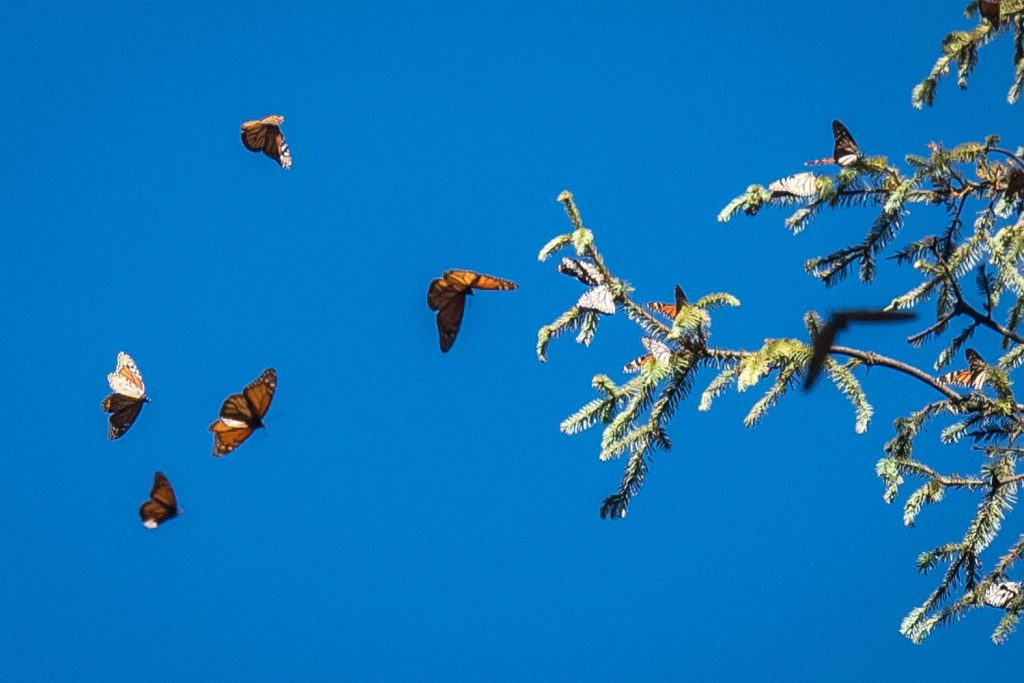 As the sun comes out in the morning, some of the butterflies that are clustered on the trees start to fly around. The clusters are incredibly dense, but will get more so as winter deepens. (Richard McGuire Photo)