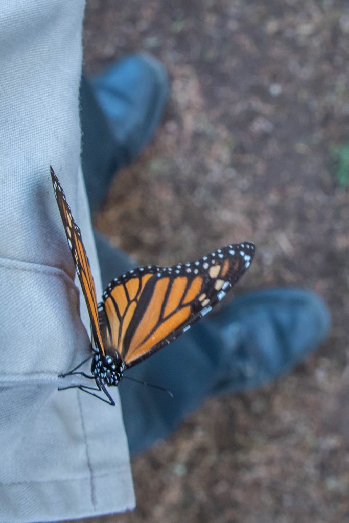 A female monarch butterfly clung to the side of my vest for quite some time and didn't want to let go. I finally knocked her off so I wouldn't damage her when we resumed walking. (Richard McGuire Photo)