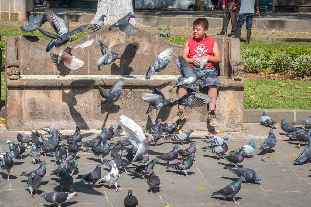 A boy feeds pigeons in Plaza Grande in Patzcuaro. Moments later he caught one. I asked his mother if it was for eating or for a pet and she assured me it was for a pet. (Richard McGuire Photo)
